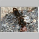 Nomada sheppardana s.str. - Wespenbiene w01a 4mm TerasseFugen det.jpg